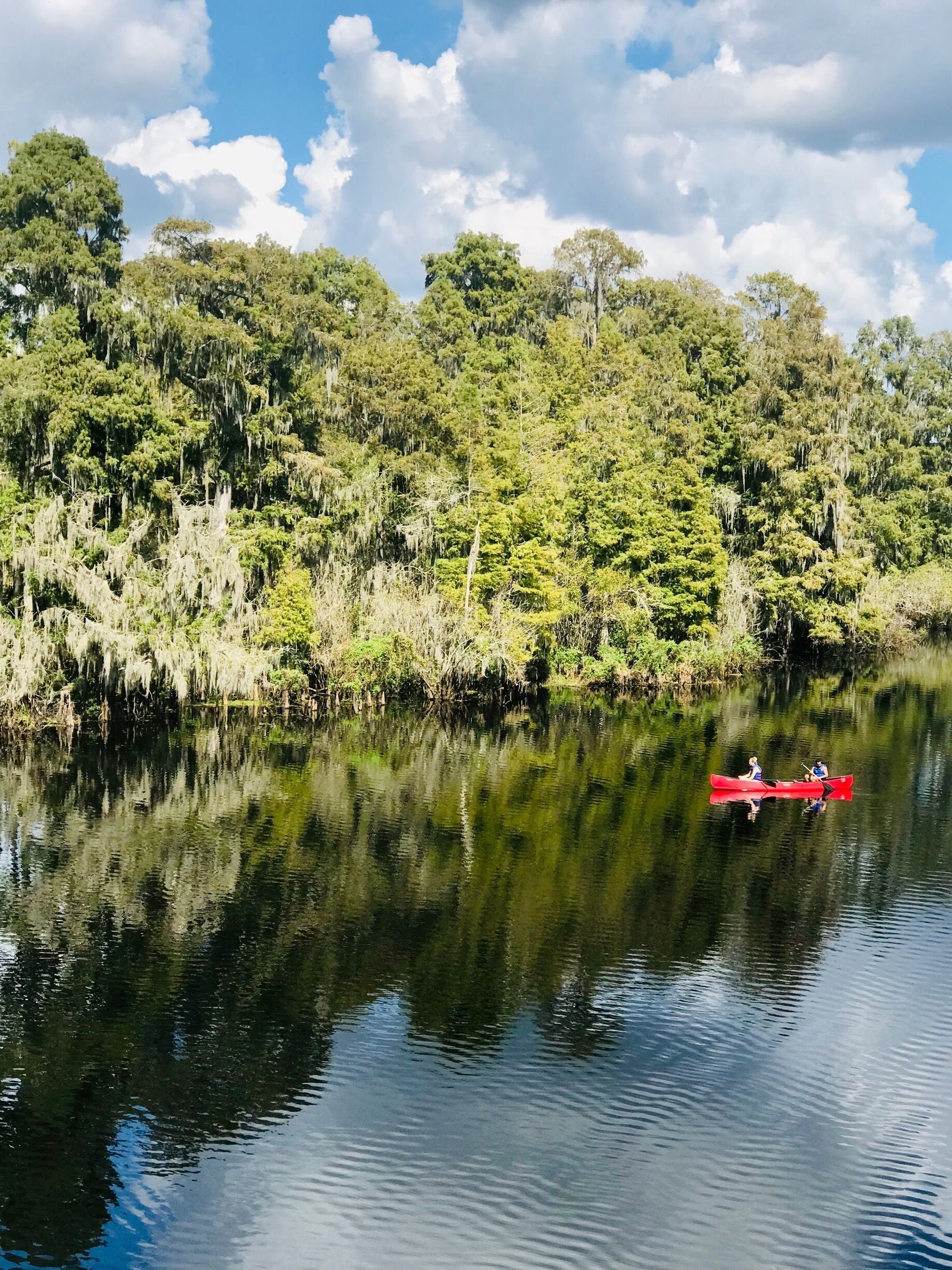 Cool park with gators, turtles and birds