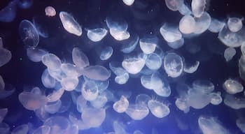 Jellyfish