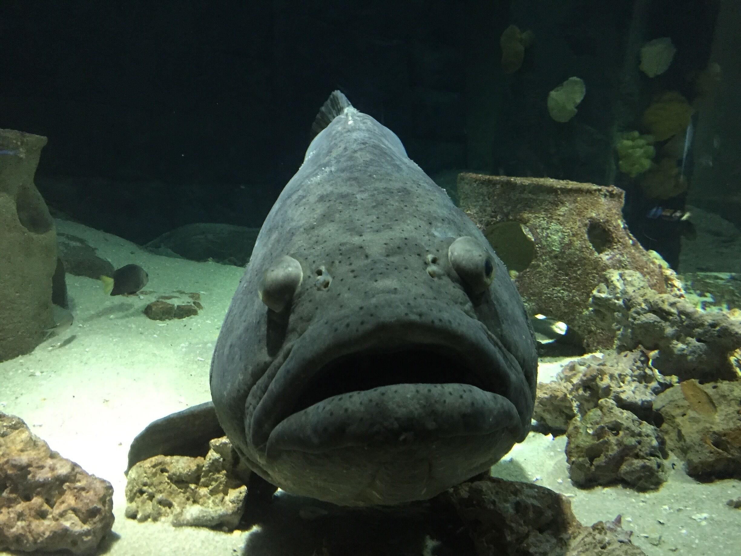 Huge Goliath grouper on display. Caught him this visit looking right at us.