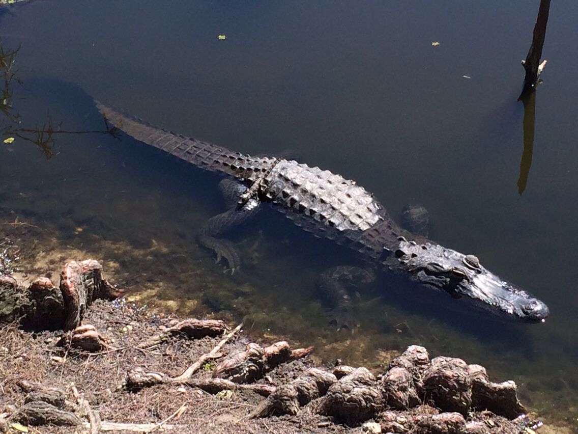 Momma and baby gator sunning.  Was within 10 feet while on the golf links at this course.  Not unusual at all to see gators while at any course in Tampa but first time seeing a baby gator too.