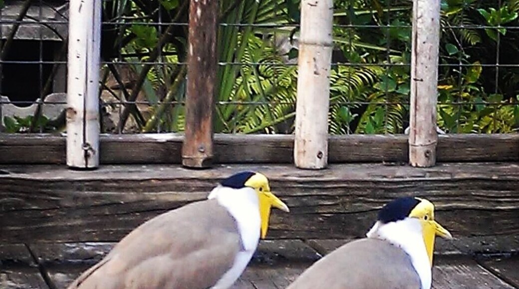 Friendly birds at the zoo
đŠđŠđŠđŠđŠđŠđŠđŠ