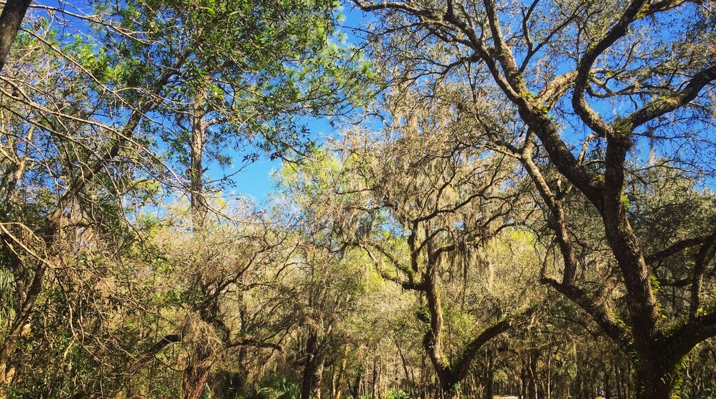 Exploring Lettuce Lake Park on a sunny, windy day.