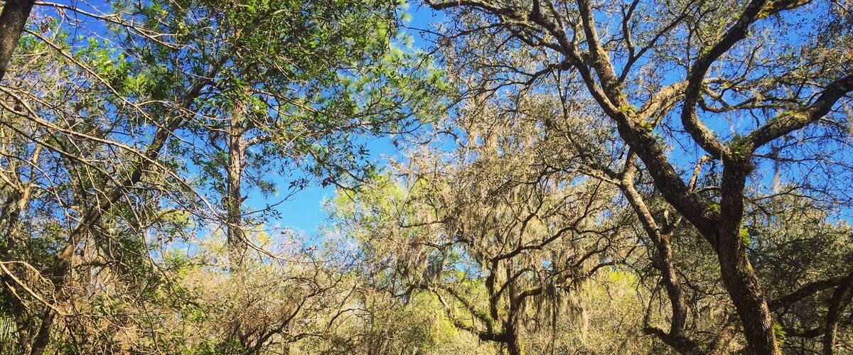 Exploring Lettuce Lake Park on a sunny, windy day.