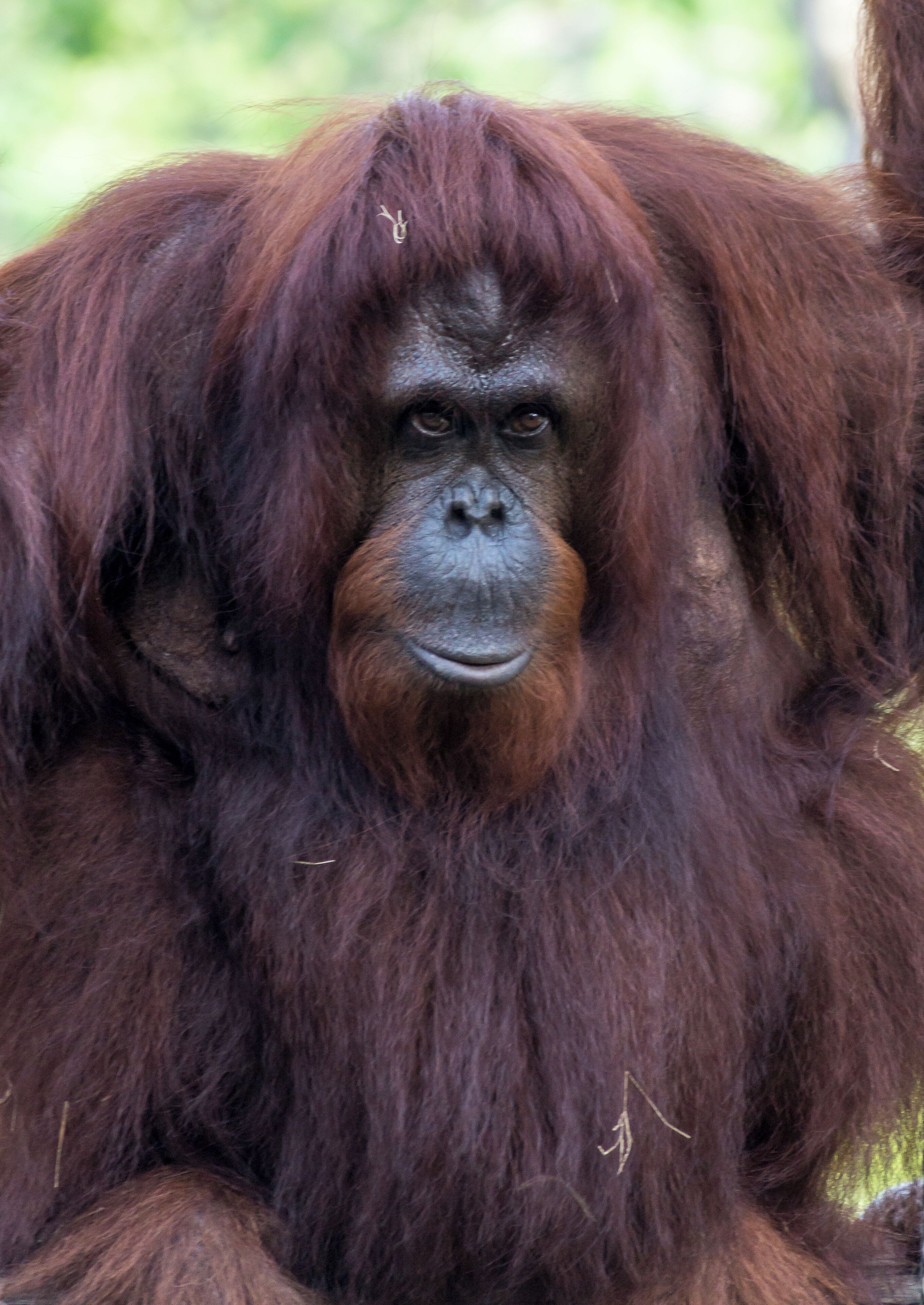 Lowery Park Zoo is the local answer to the giant theme parks. More relaxed. Closer to the animals. Elephants, Giraffes, Orangutans, Monkeys Birds and more. Great for photos and less expensive than Busch Gardens. Go early in the morning before the Florida heat gets to be too much. This was taken on Labor day 2016. Around 9am. 
#BvSPrint