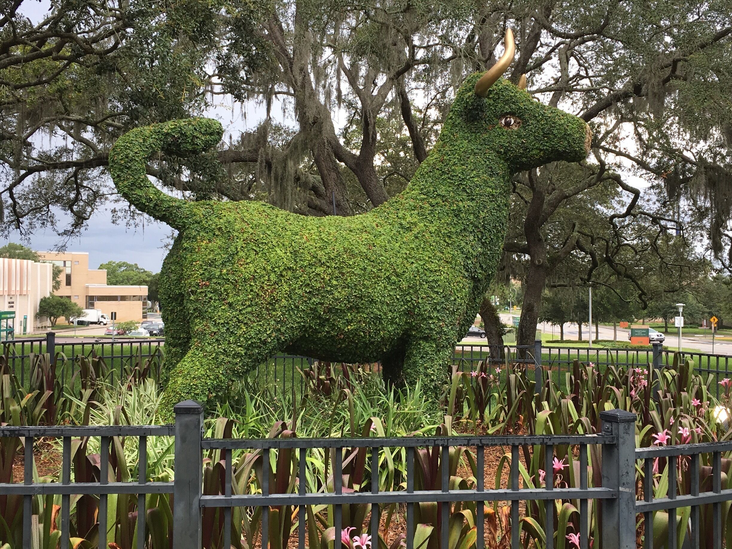 FSU mascot bull topiary near the Marshall Student Center in Temple Terrace, Florida.