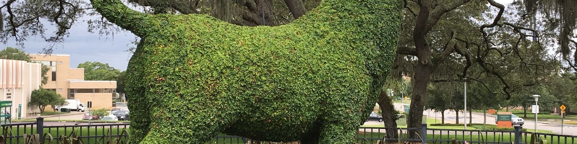 FSU mascot bull topiary near the Marshall Student Center in Temple Terrace, Florida.