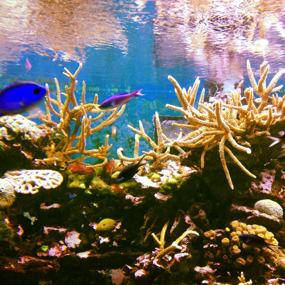 If you make it to Tampa, be sure to visit The Florida Aquarium! #blue 