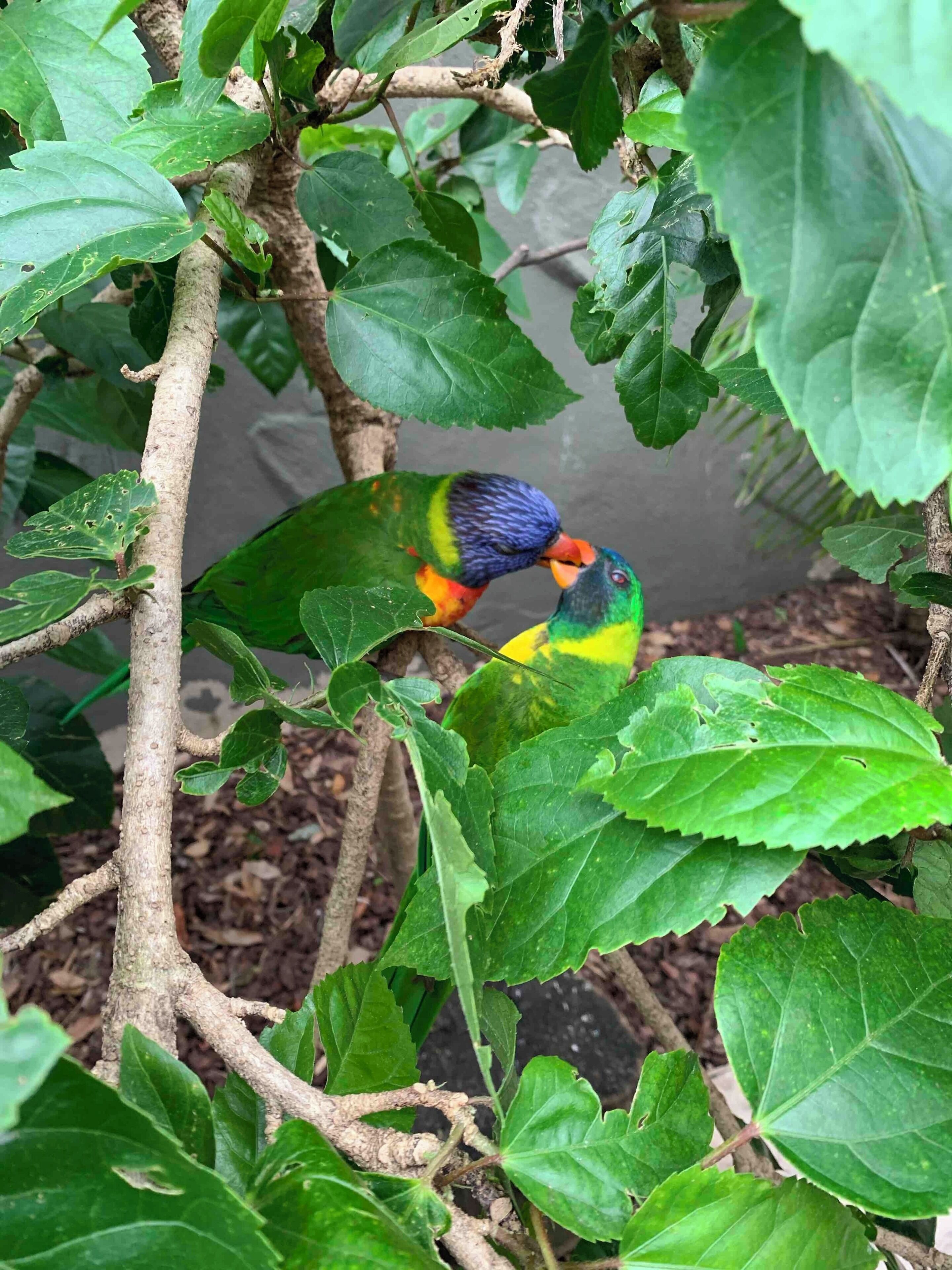 Lorikeets at Busch Gardens in Tampa Florida. #Nature