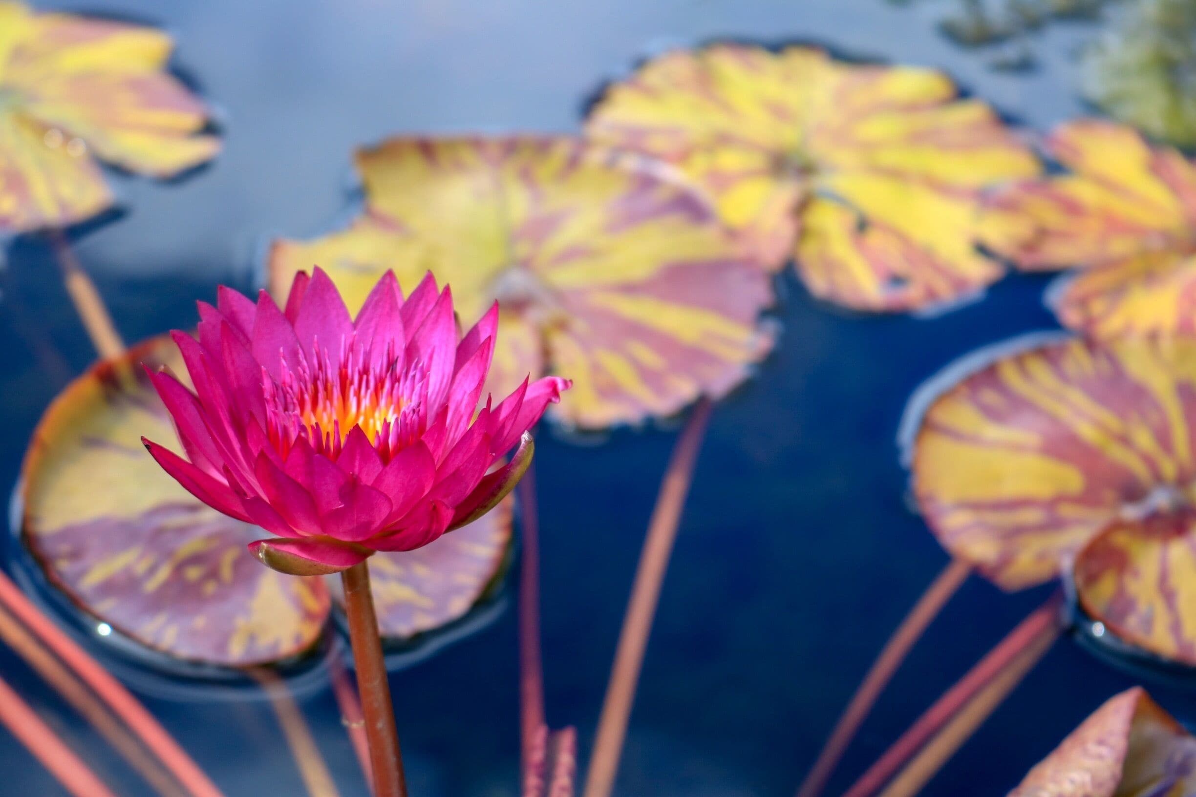 This photo was taken in front of the Henry Plant museum in their front pond where the large fountain is.