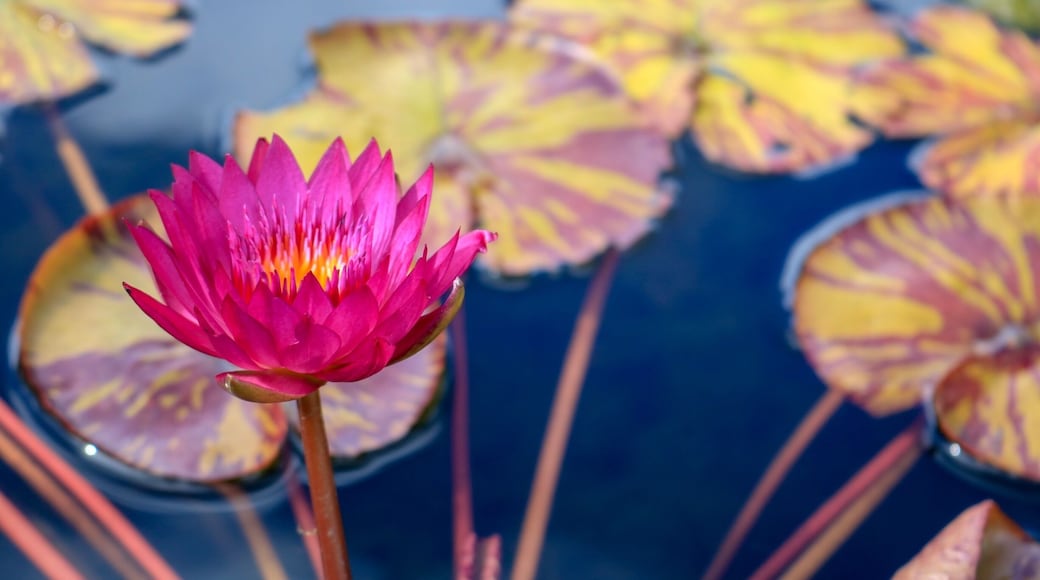 This photo was taken in front of the Henry Plant museum in their front pond where the large fountain is.