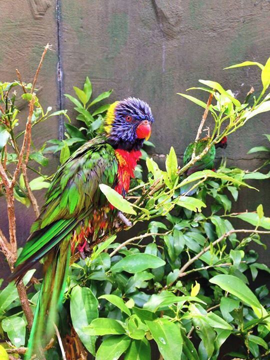 In the pavilion of birds, a friendly employee of the company offered us honest advice: do not spend your money on the nectar to feed the birds; it's so hot out that they aren't very interested in eating right now, but come back in a little while once they're cooled down from their baths. We walked into the pavilion, interested in seeing the birds while opting not to try and feed them, and found the birds flying around like wild, bathing in the pools of water gathering from the sprinklers, and drying themselves on bushes. This little guy decided to show off to me, just before he decided to fly up and sit on my boyfriend's head.