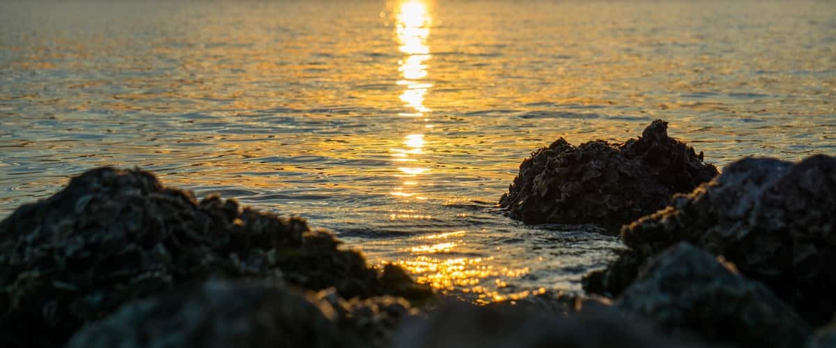 Sunset. Love the bird silhoutte.