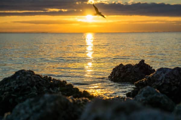Sunset. Love the bird silhoutte.