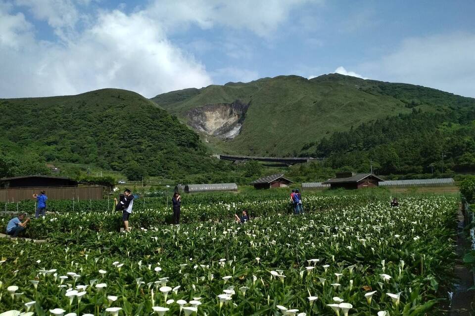 A field of white flowers with people working in the background and mountains in the distance.
