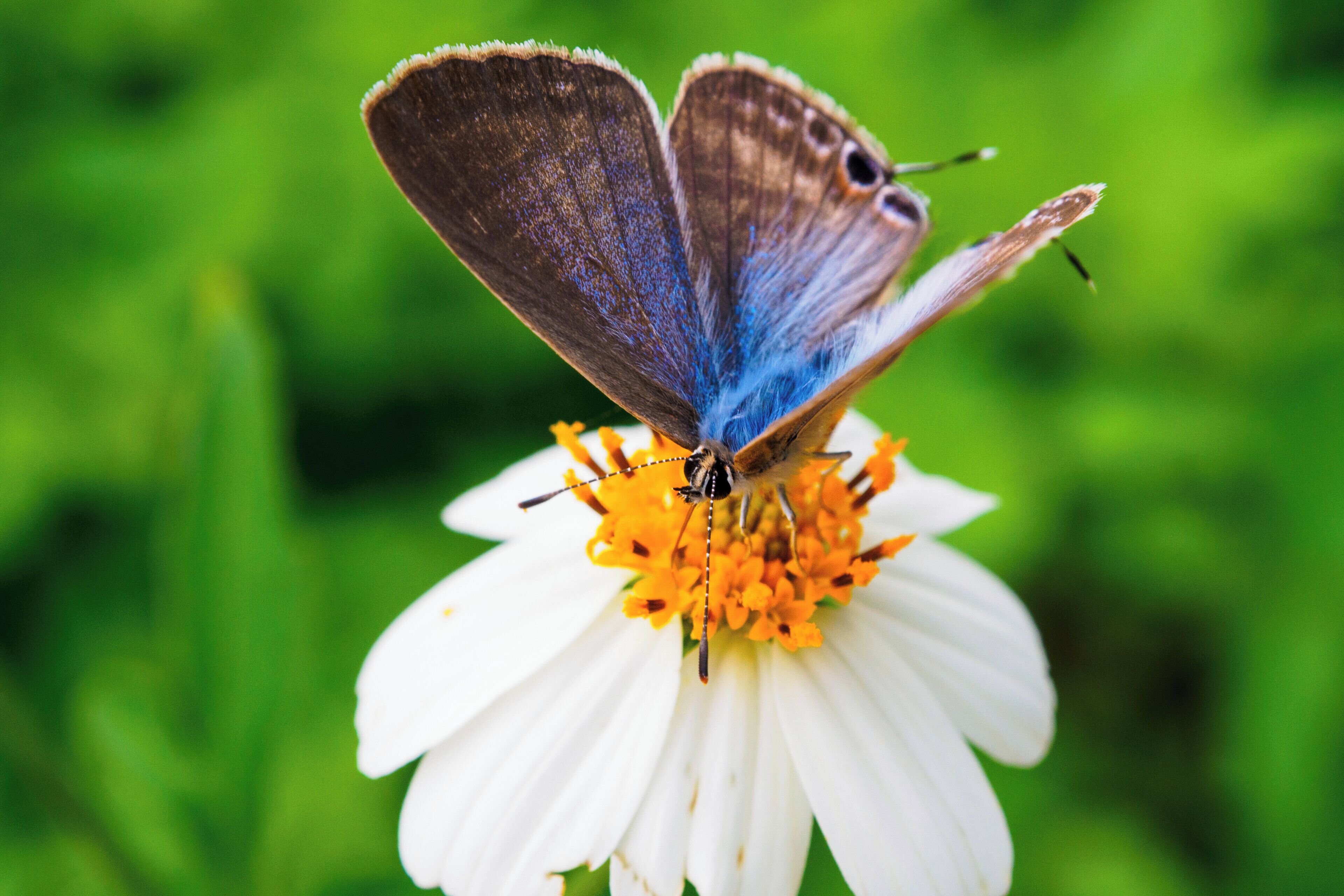 a slightly different take on detail but I think it's worth it. I spotted this little thing chilling out on a flower. despite the wind I was able to get a fairly sharp image I was happy with. #details #macro #blue #butterfly