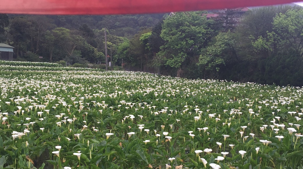 Flowers all over #OrbitzTravel