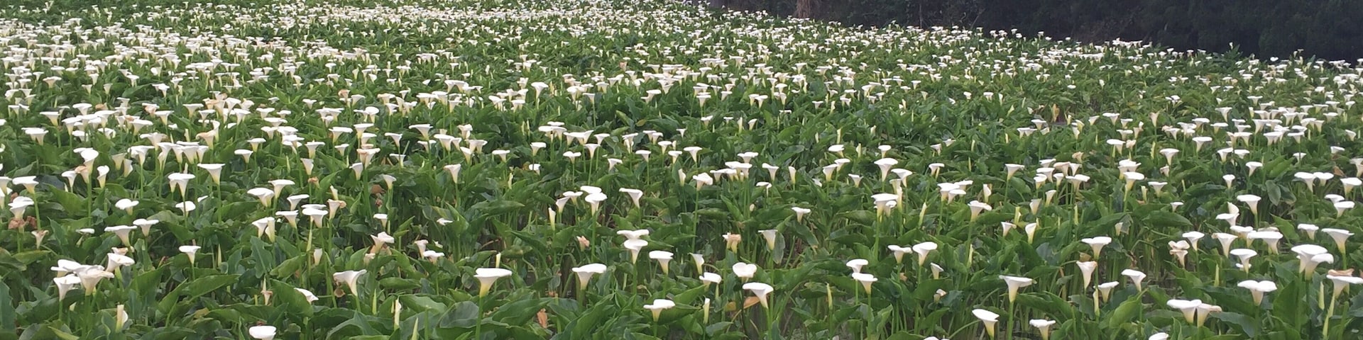 Flowers all over #OrbitzTravel