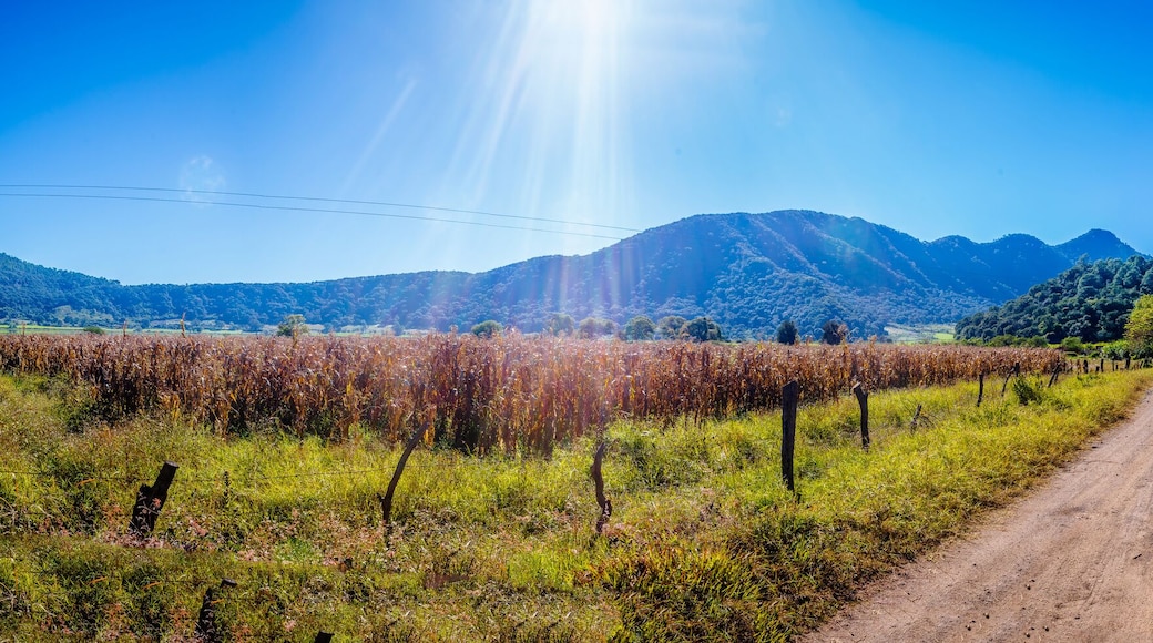 panoramic of landscape at day, mountains in the background, and way in middle of corn field, volcano tepetiltic in nayarit