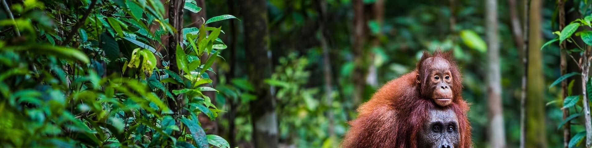 Orang utan with baby walking in forrest