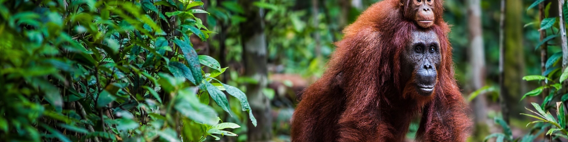 Orang utan with baby walking in forrest