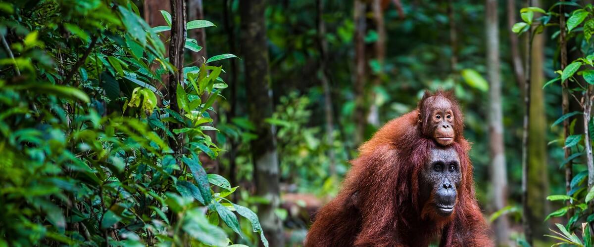 An orangutan in a dense forest with lush green foliage and a rocky ground.