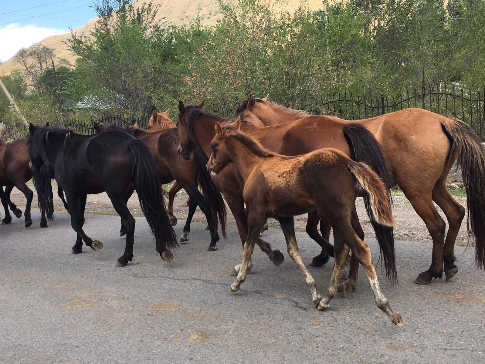 Trafic jam in Kazakhstan 
Wild horses mainly everywhere in the country 
Beautiful country to discover genuine ,hudge country rated 9 th biggest country in the world