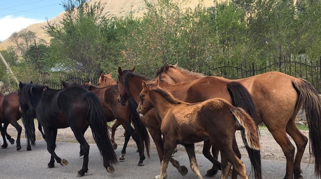 Trafic jam in Kazakhstan
Wild horses mainly everywhere in the country
Beautiful country to discover genuine ,hudge country rated 9 th biggest country in the world