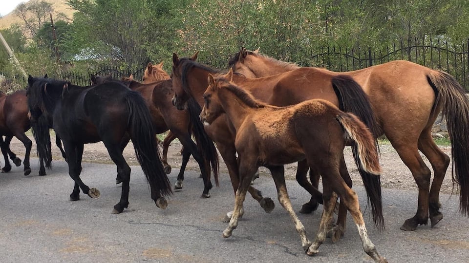 Trafic jam in Kazakhstan
Wild horses mainly everywhere in the country
Beautiful country to discover genuine ,hudge country rated 9 th biggest country in the world