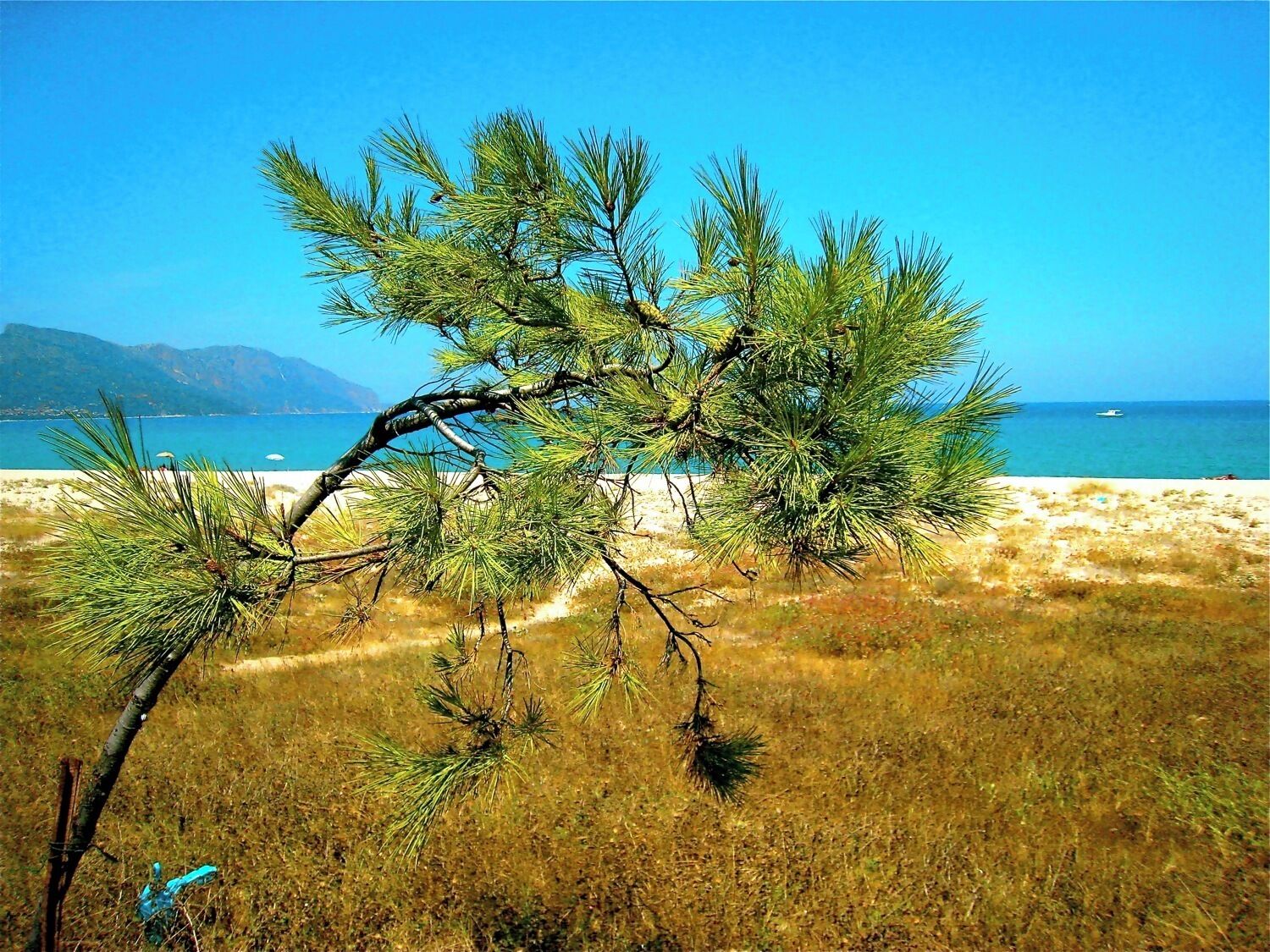 Un pino en un campo de hierba, con una playa y el océano al fondo.