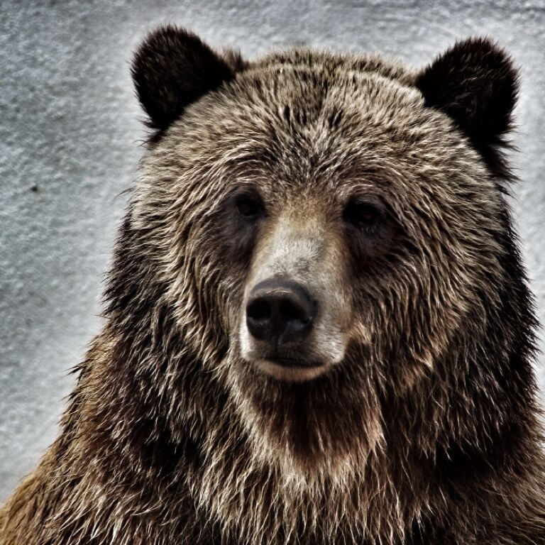  Tulsa Zoo / Grizzly Bear. 