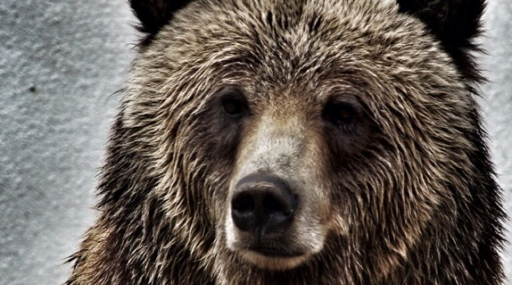 Tulsa Zoo / Grizzly Bear.