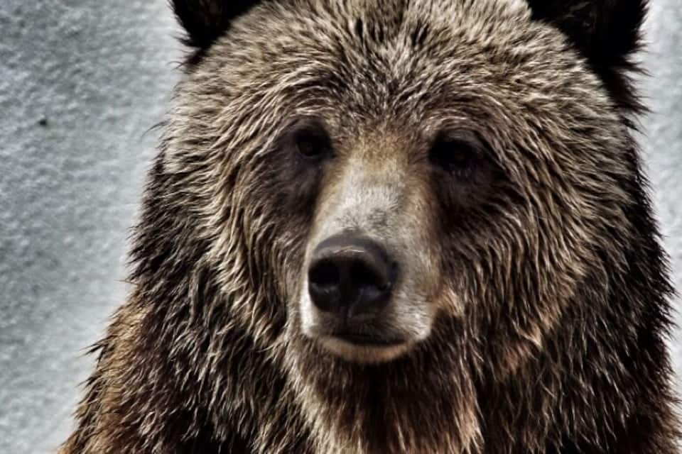 A bear with wet fur, standing on a concrete surface.