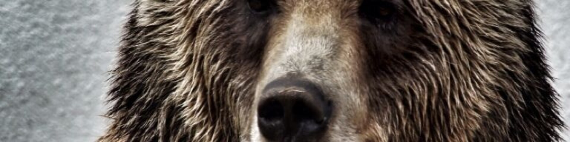 Tulsa Zoo / Grizzly Bear.