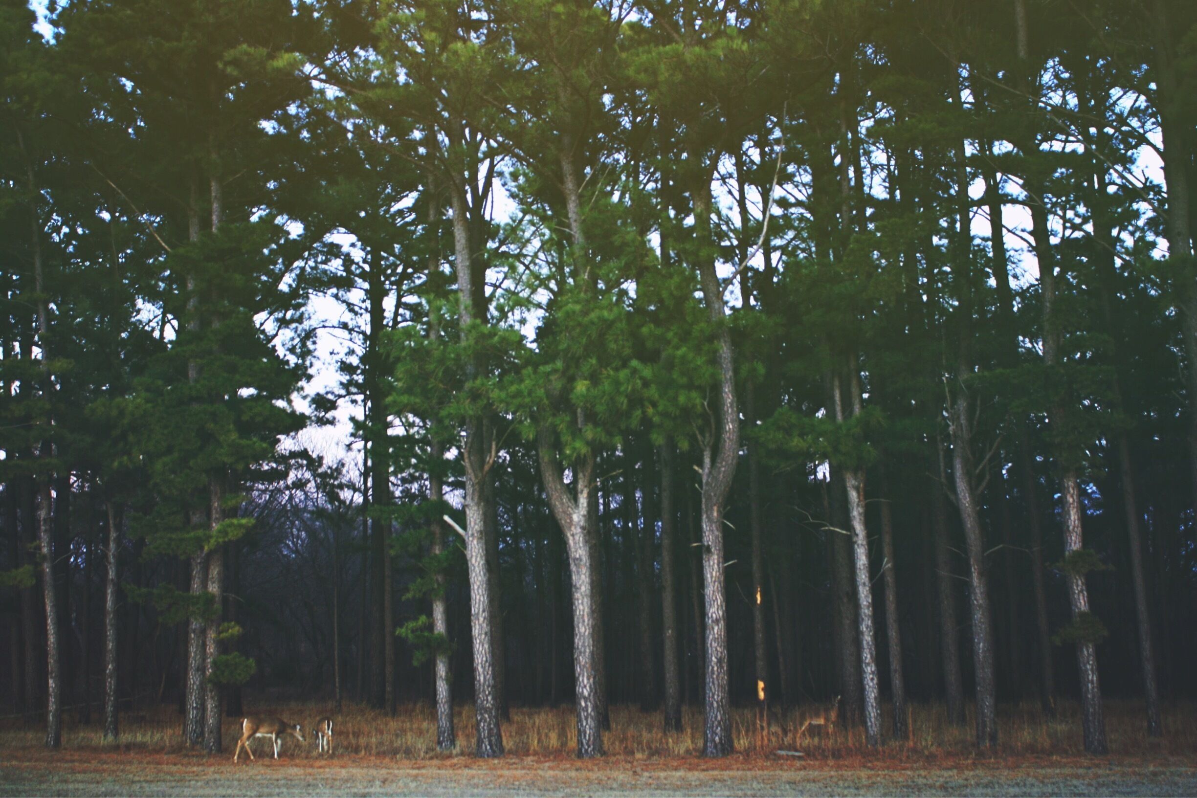 A Cold december at Tulsa Oklahoma. 

Adorable deers and Perfect place to go #hiking.

