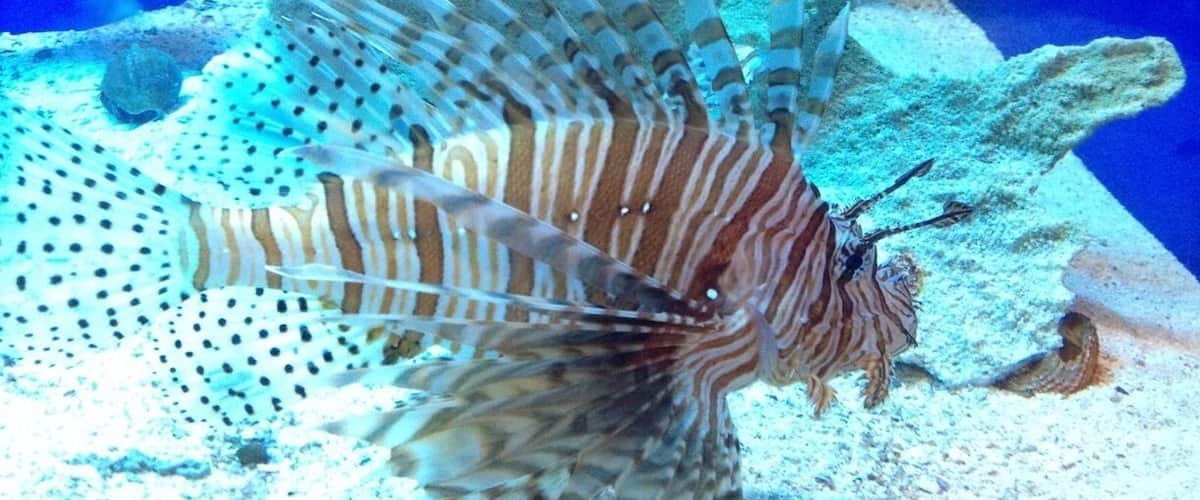 Lion fish at the zoo! The Tulsa Zoo is a great place.
