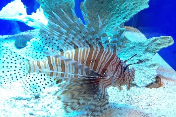 Lion fish at the zoo! The Tulsa Zoo is a great place.