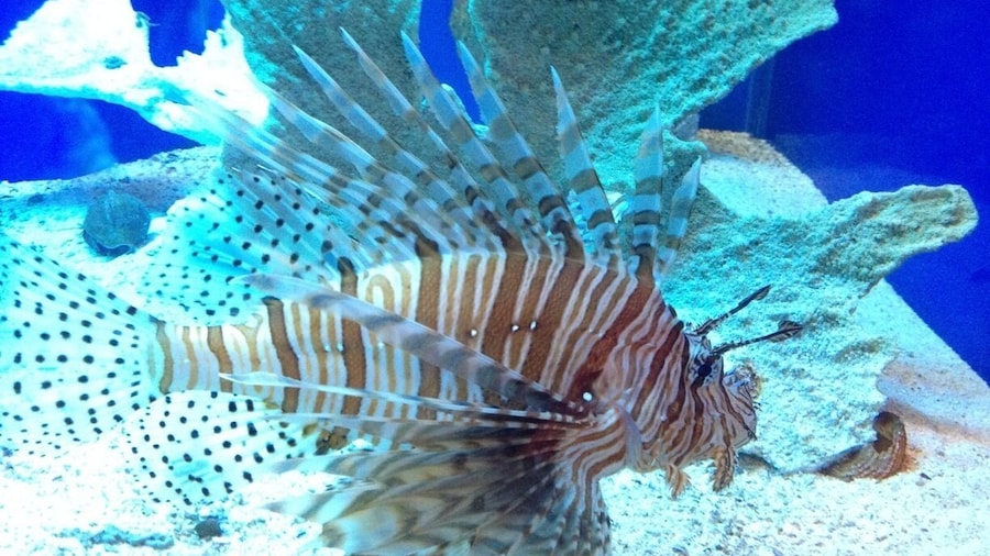 Lion fish at the zoo! The Tulsa Zoo is a great place.