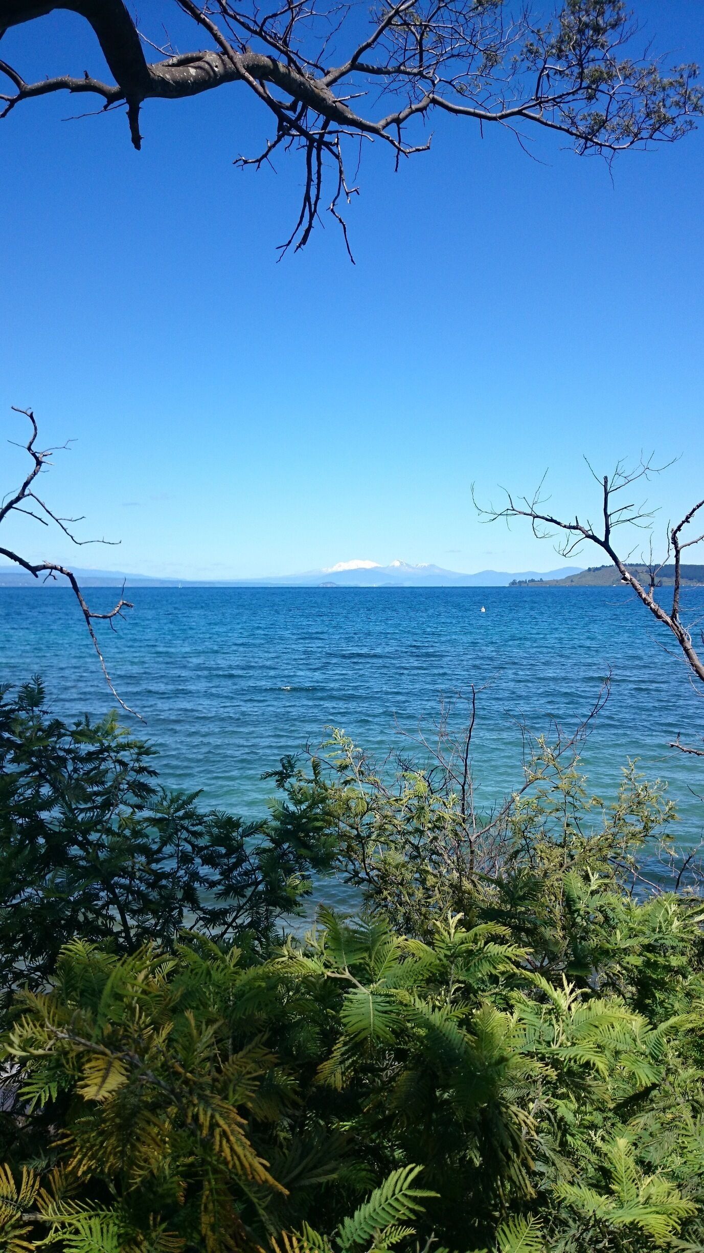 Looking out across Lake Taupo at the Central North Island volcanoes, Mount Ruapehu, Mount Ngauruhoe, and Mount Tongariro. The town of Taupo is very nice, with plenty of cheap hostels, around $25-35 per night