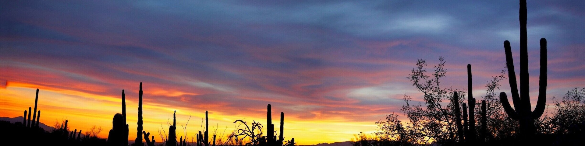 Paisagem desértica com cactos altos recortados contra um céu de pôr do sol colorido.