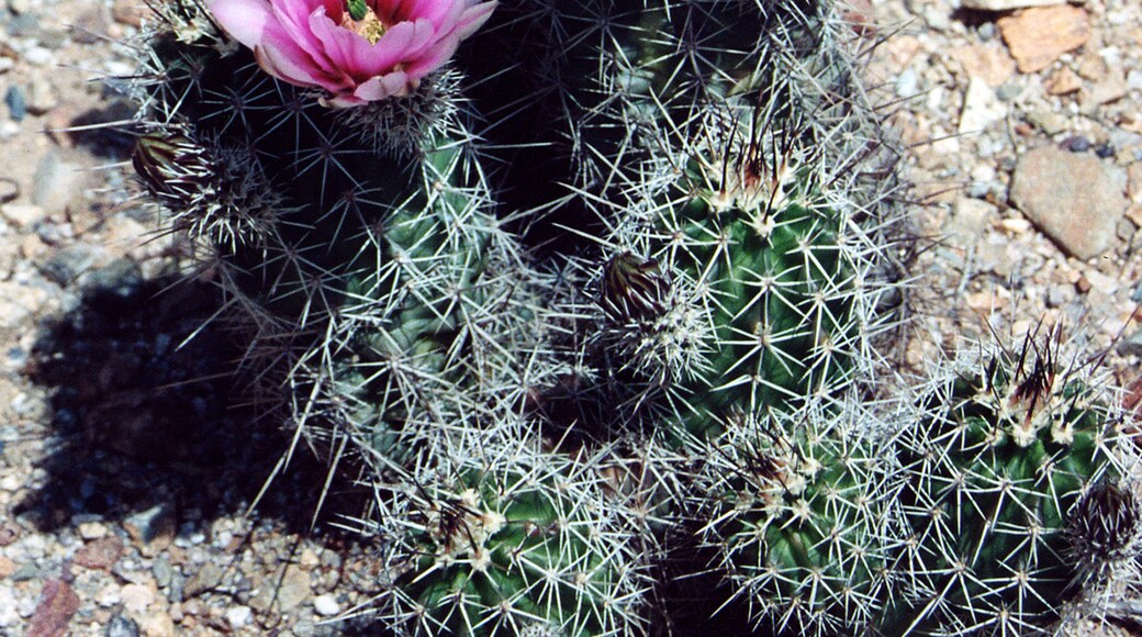 Beautiful blooms on the cactus. An unexpected sight, for me, in the middle of the desert.