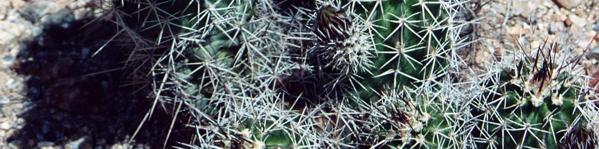 Beautiful blooms on the cactus. An unexpected sight, for me, in the middle of the desert.