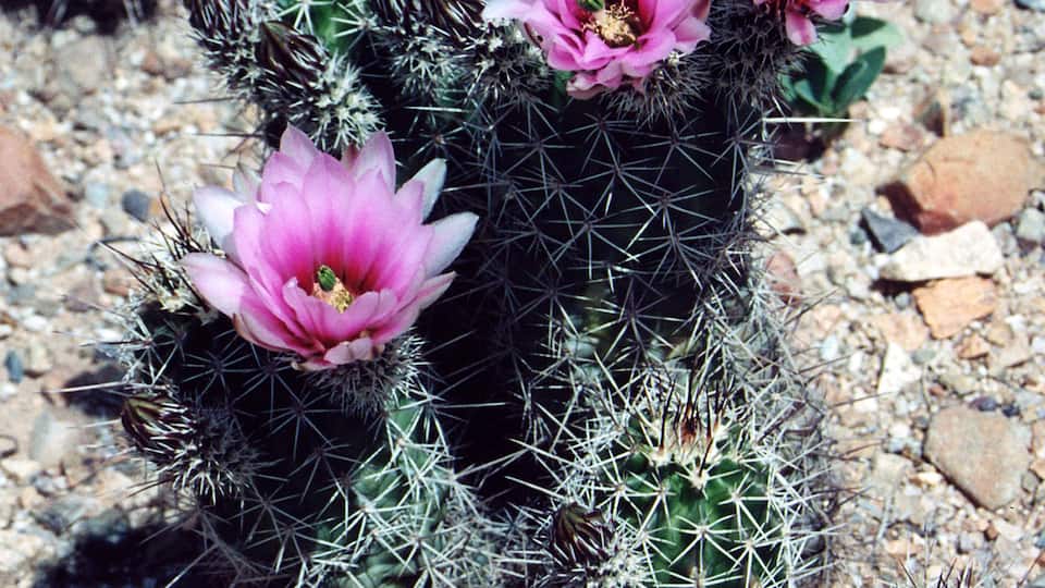 A cactus with pink flowers and spines.