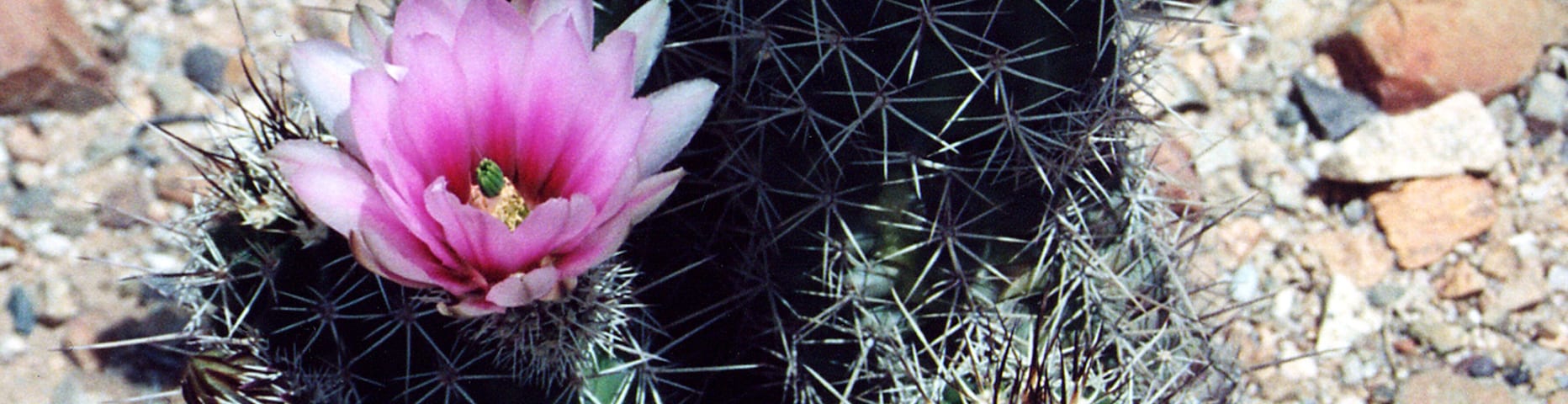 Beautiful blooms on the cactus.  An unexpected sight, for me, in the middle of the desert.