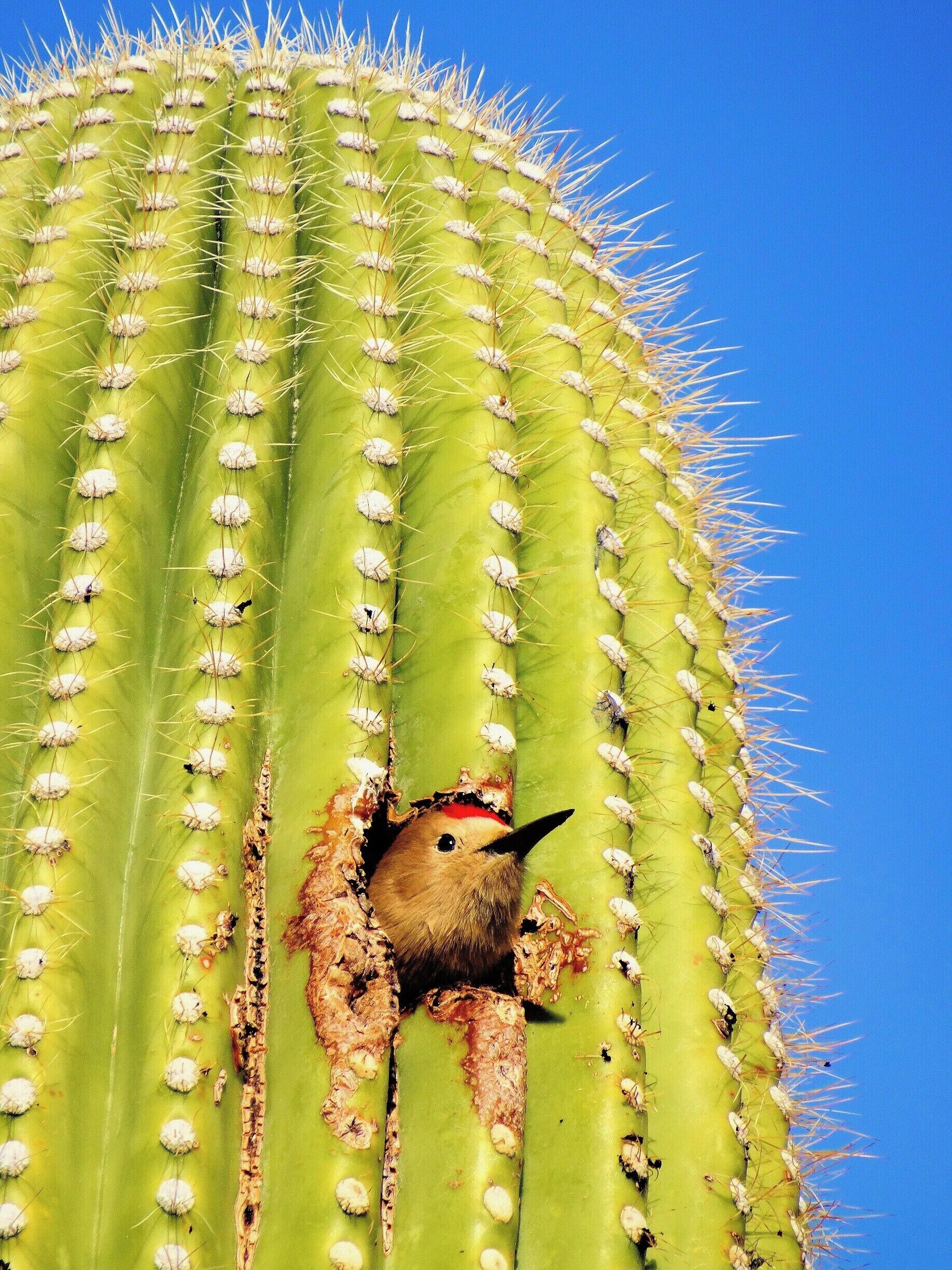 It was such a treat to catch this woodpecker peeking out of a saguaro cactus, checking out what was going on outside.
http://www.liferidingshotgun.com/2015/01/things-to-do-in-tucson-az.html