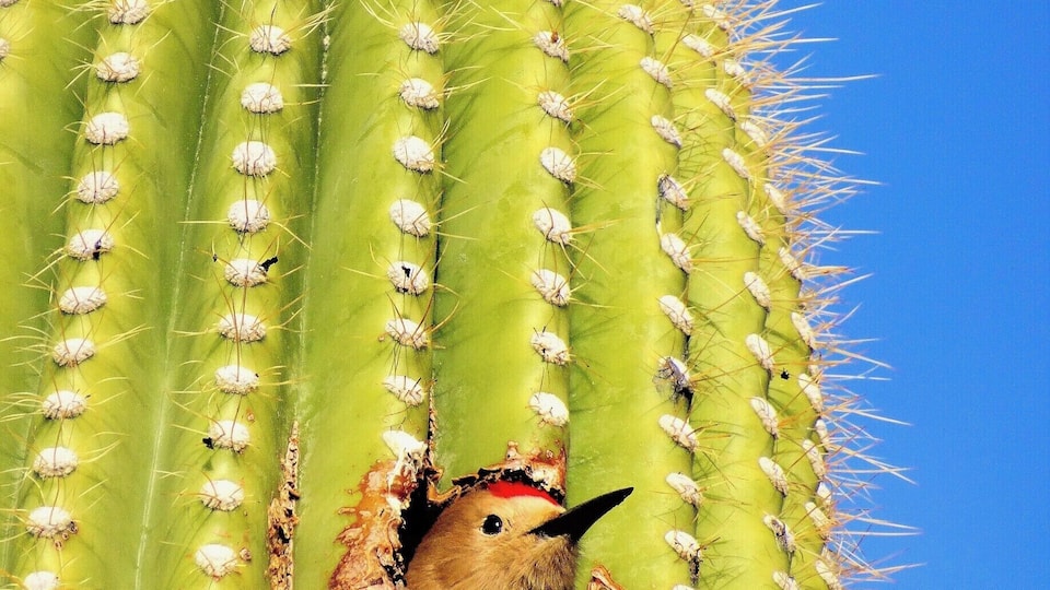 It was such a treat to catch this woodpecker peeking out of a saguaro cactus, checking out what was going on outside.
http://www.liferidingshotgun.com/2015/01/things-to-do-in-tucson-az.html