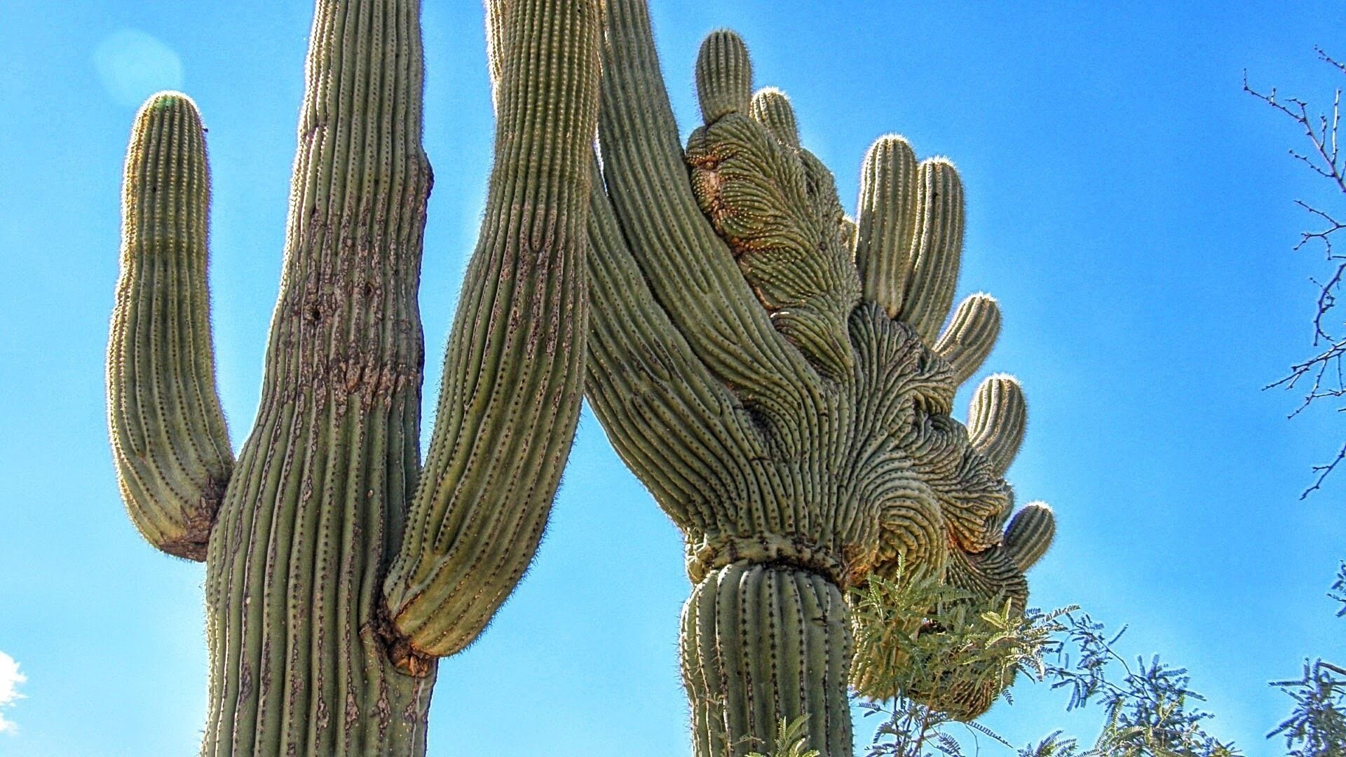 Tall, columnar cacti with ribbed surfaces and sparse foliage against a clear blue sky.