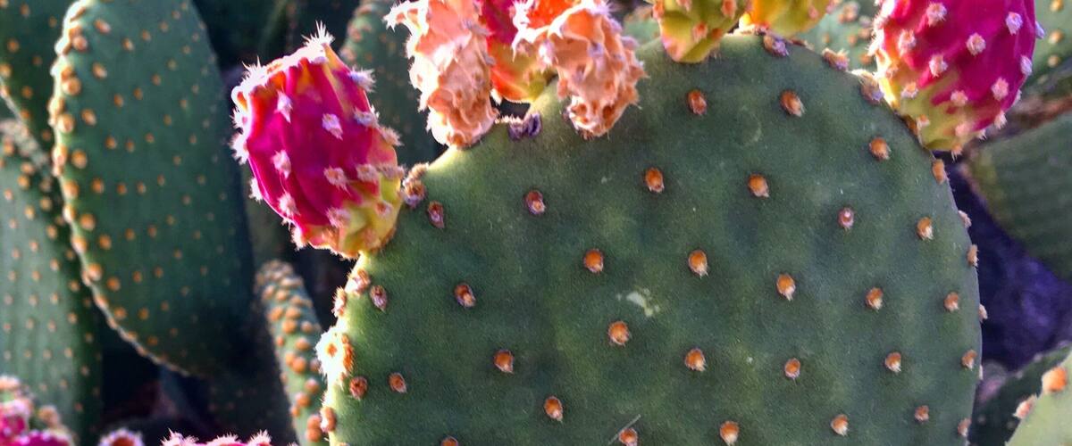 Prickly pear fruit