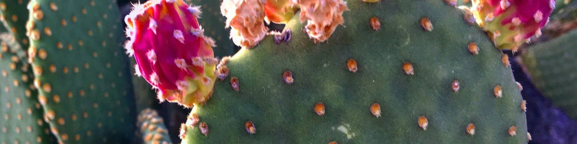 Prickly pear fruit