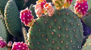 Prickly pear fruit