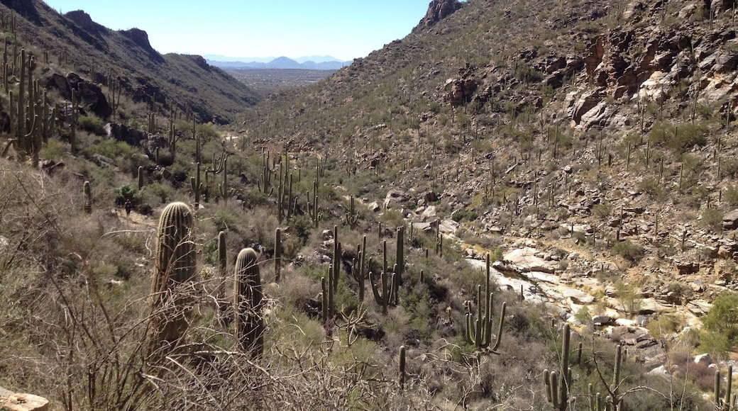 Many hiking opportunities outside Tucson, hiking to the seven falls here. About a two hour hike. Refill your water bottle in the falls themselves. Crystal clear! It is part of the Bear Canyon Trails in the Santa Catalina mountain range. You can take a bus until the pavement ends then begin the hike.